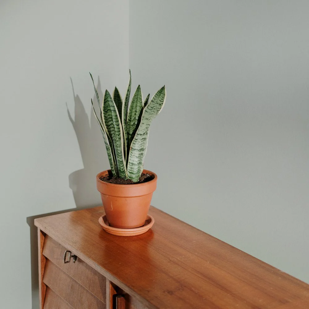 Detox Sample - Image 13