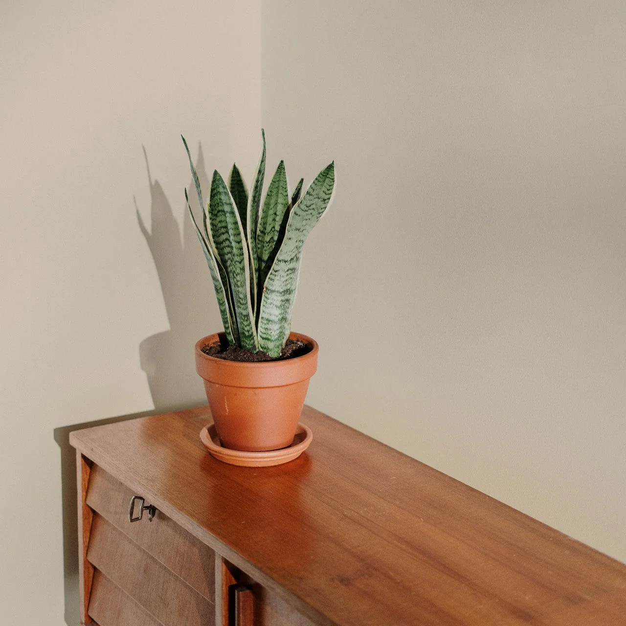 Humble Sample - Image 15