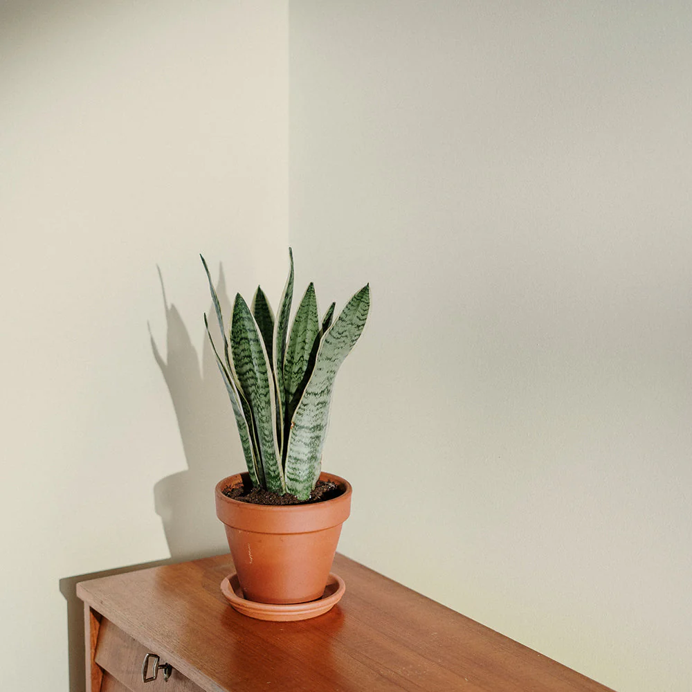 Jane Sample - Image 12