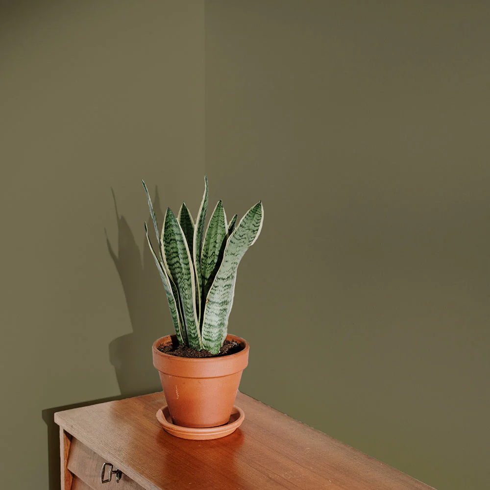 Pan Sample - Image 11